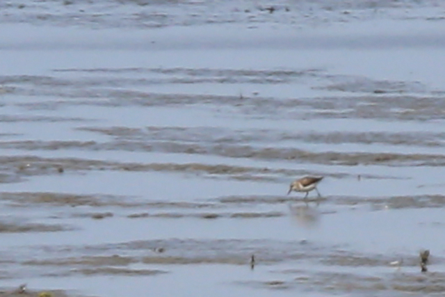 16 augustus 2019, Alaskastrandloper, Westhoek_05