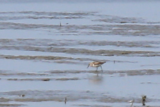 16 augustus 2019, Alaskastrandloper, Westhoek_06