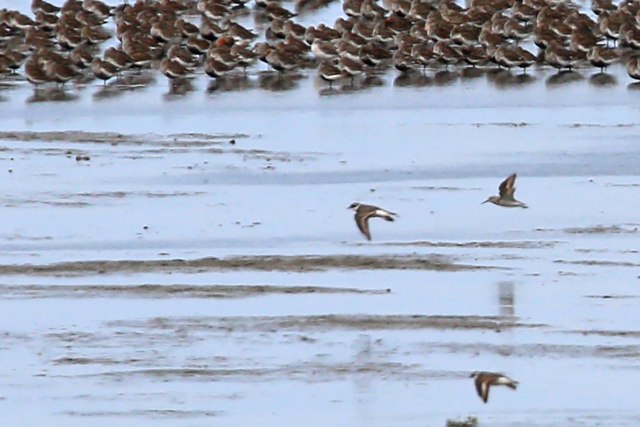 16 augustus 2019, Alaskastrandloper, Westhoek_07