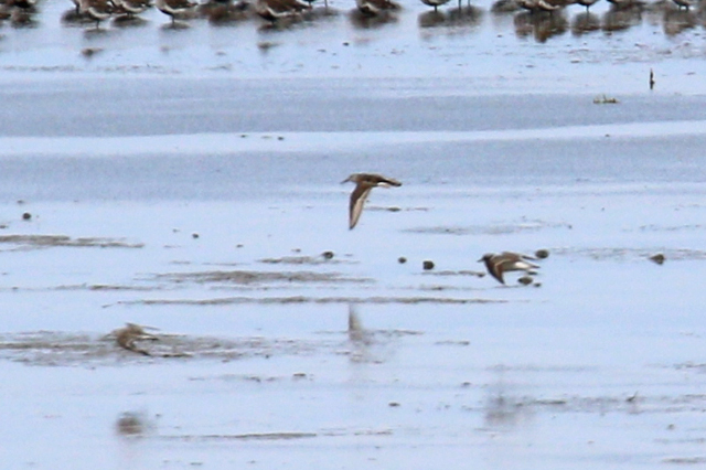 16 augustus 2019, Alaskastrandloper, Westhoek_08