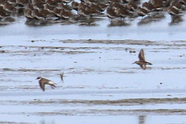 16 augustus 2019, Alaskastrandloper, Westhoek_09