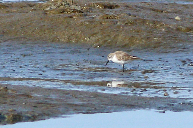 17 augustus 2024, Alaskastrandloper, Wad bij Holwerd_01