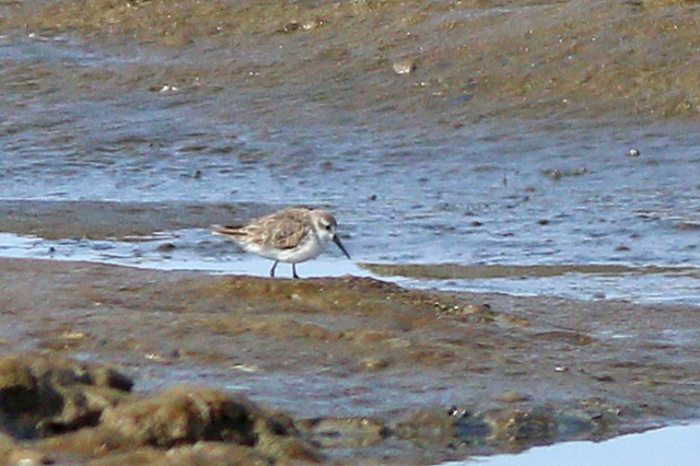 17 augustus 2024, Alaskastrandloper, Wad bij Holwerd_02