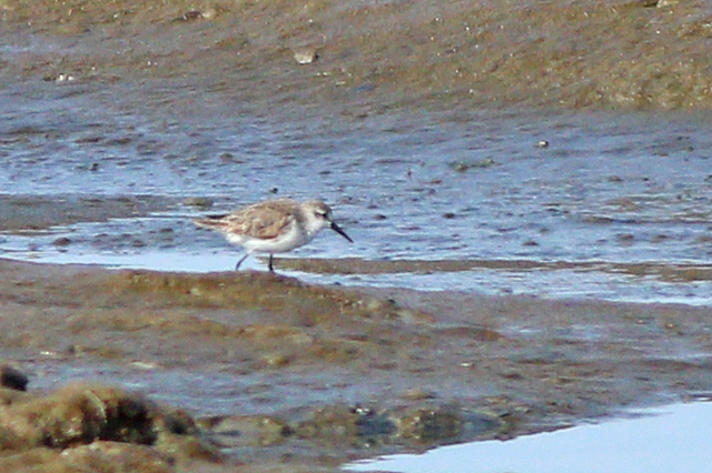 17 augustus 2024, Alaskastrandloper, Wad bij Holwerd_03