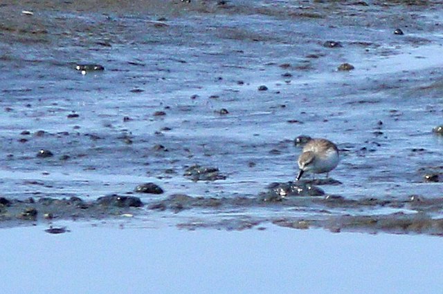 17 augustus 2024, Alaskastrandloper, Wad bij Holwerd_04