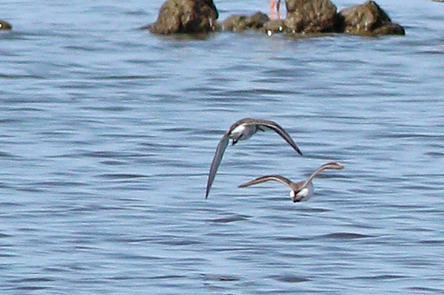 17 augustus 2024, Alaskastrandloper, Wad bij Holwerd_05