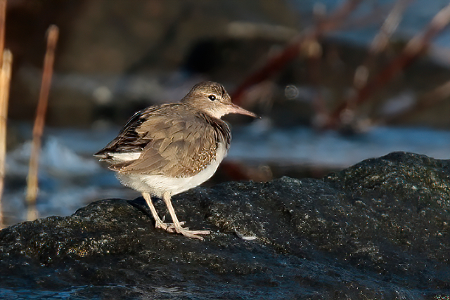 23 januari 2015, Amerikaanse Oeverloper, Medemblik_2-sharpen-sharpen