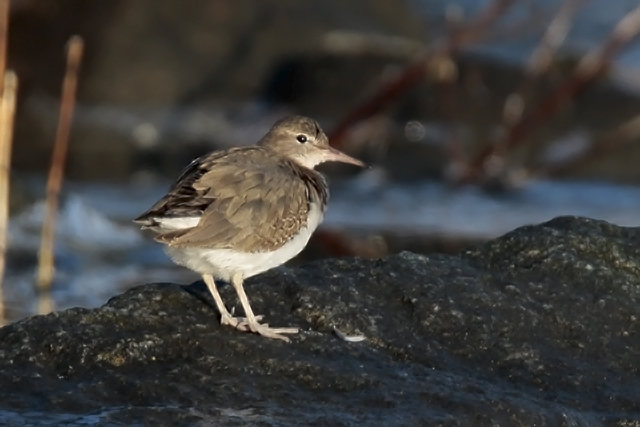 23 januari 2015, Amerikaanse Oeverloper, Medemblik_2