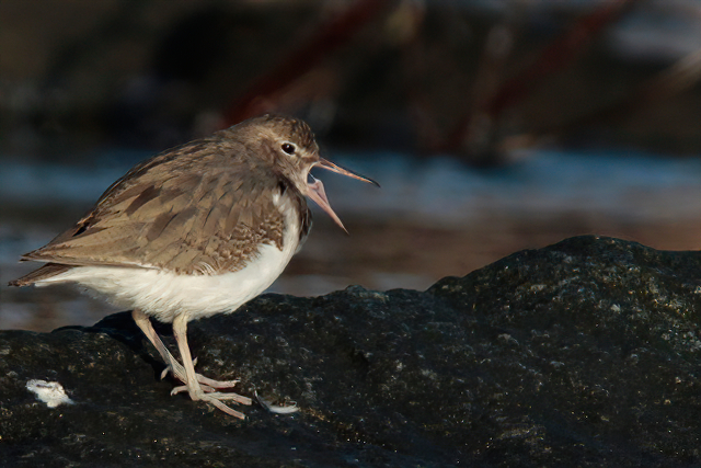23 januari 2015, Amerikaanse Oeverloper, Medemblik_3-sharpen-sharpen