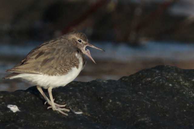 23 januari 2015, Amerikaanse Oeverloper, Medemblik_3