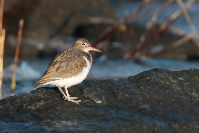 23 januari 2015, Amerikaanse-Oeverloper, Medemblik_3