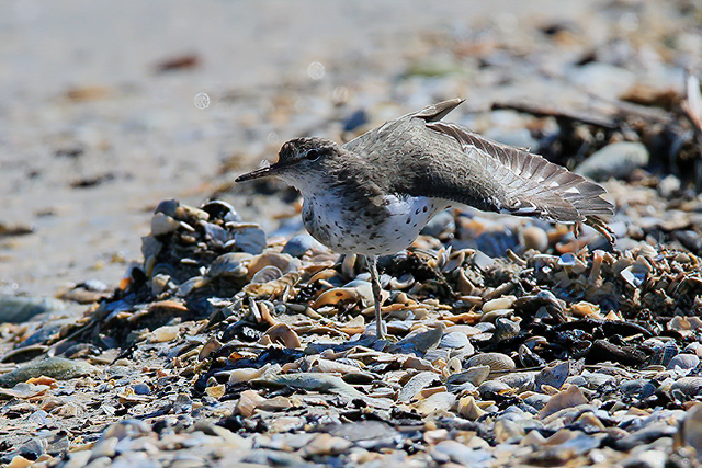 17 april 2015, Amerikaanse Oeverloper, Medemblik_1-sharpen-sharpen