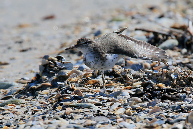 17 april 2015, Amerikaanse Oeverloper, Medemblik_1