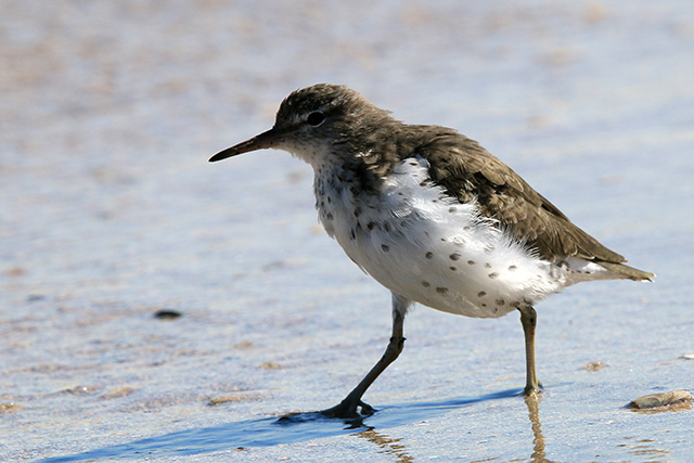 17 april 2015, Amerikaanse Oeverloper, Medemblik_2