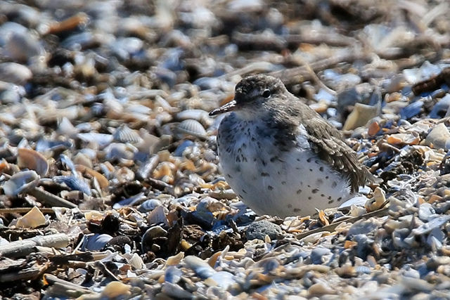 17 april 2015, Amerikaanse-Oeverloper, Medemblik_3