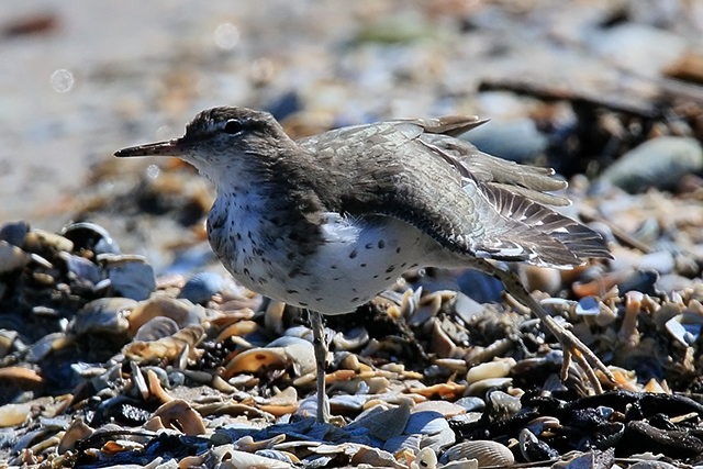 17 april 2015, Amerikaanse-Oeverloper, Medemblik_4