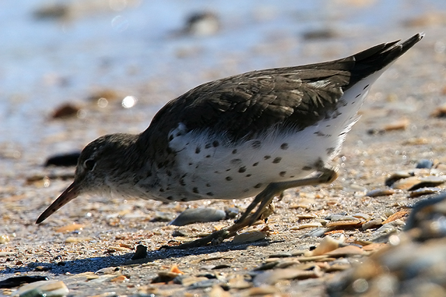 17 april 2015, Amerikaanse-Oeverloper, Medemblik_5