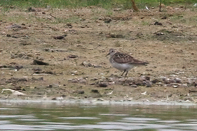 14 juli 2015, Bairds-Strandloper, Den Helder_1-sharpen-sharpen