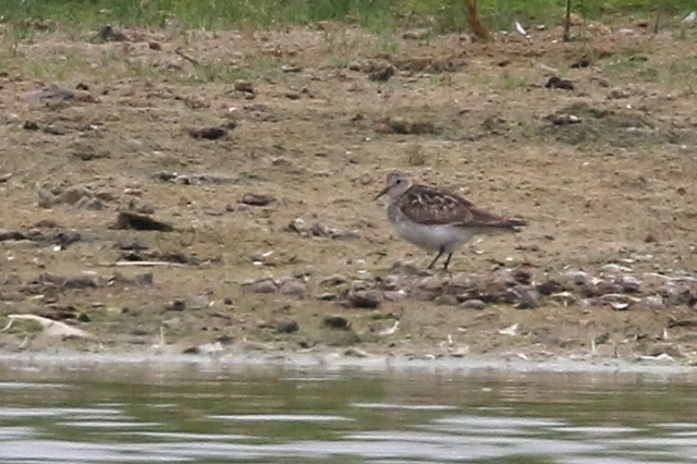 14 juli 2015, Bairds-Strandloper, Den Helder_1