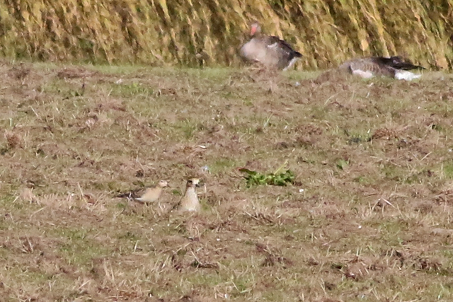 12 oktober 2018, Blonde Ruiter, Texel