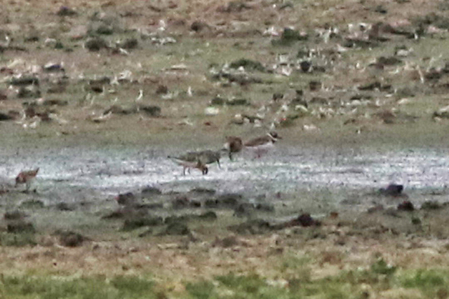 15 augustus 2022, Bonapartes Strandloper, 01_Ezumakeeg