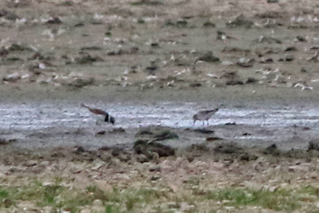 15 augustus 2022, Bonapartes Strandloper, 02_Ezumakeeg