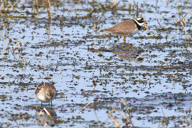 26 mei 2023, Bonapartes Strandloper, 01_Ezumakeeg