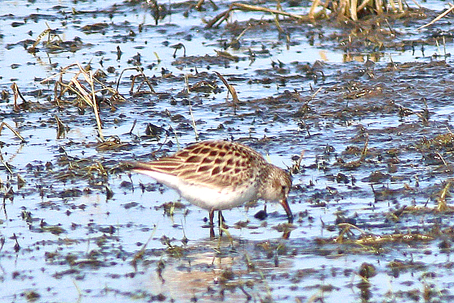 26 mei 2023, Bonapartes Strandloper, 02_Ezumakeeg