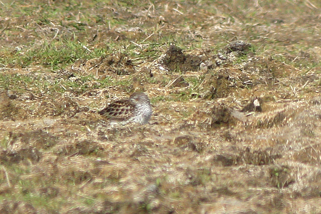 26 mei 2023, Bonapartes Strandloper, 03_Ezumakeeg