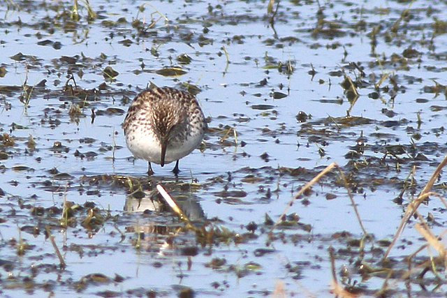 26 mei 2023, Bonapartes Strandloper, 04_Ezumakeeg