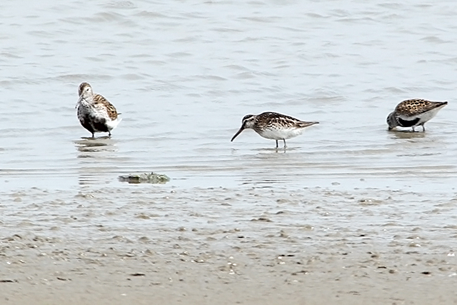 13 juli 2013, Breedbekstrandloper, Breebaardpolder