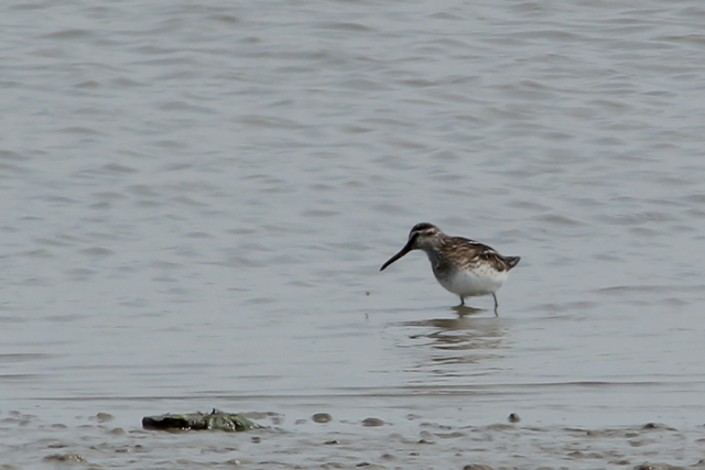 13 juli 2013, Breedbekstrandloper, Breebaardpolder_2