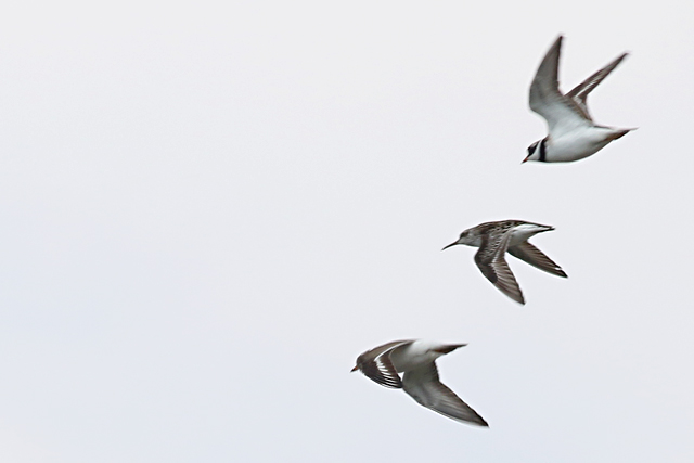 20 mei 2017, Breedbekstrandloper, Lauwersmeer