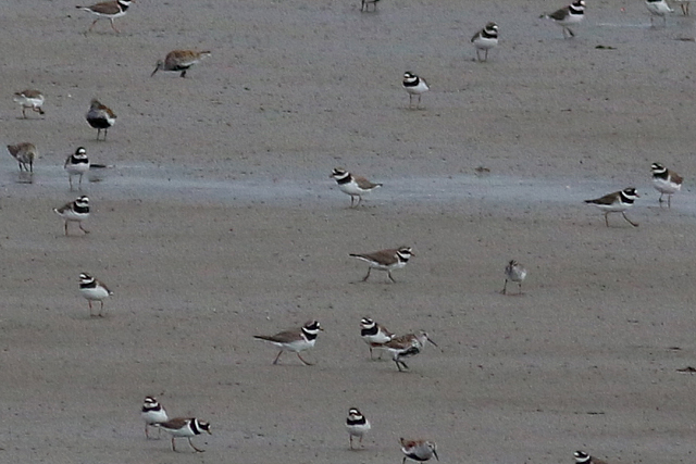 20 mei 2017, Breedbekstrandloper, Lauwersmeer_02