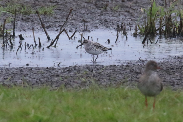 19 mei 2018, Breedbekstrandloper, It Heidenskip_01