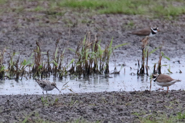 19 mei 2018, Breedbekstrandloper, It Heidenskip_02