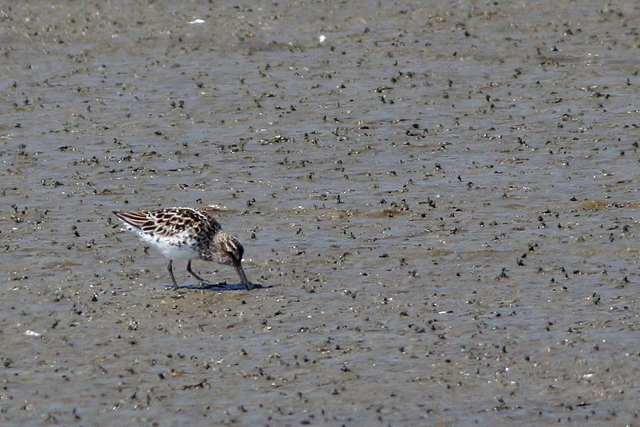 13 mei 2023, Breedbekstrandloper, 01_Lauwersmeer