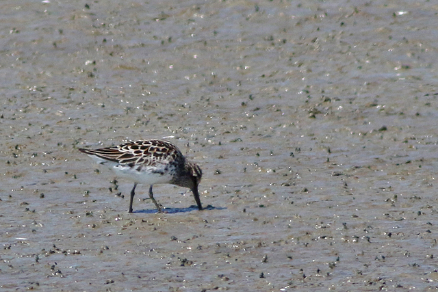 13 mei 2023, Breedbekstrandloper, 02_Lauwersmeer
