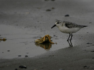 10 oktober 2006, Drieteenstrandloper, Texel