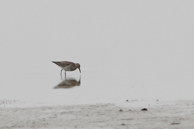 18 mei 2013, Gestreepte strandloper, Ezumakeeg