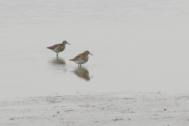 18 mei 2013, Gestreepte strandlopers, Ezumakeeg