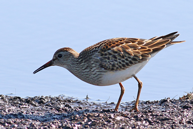 20 september 2020, Gestreepte Strandloper, Dannemeer_01