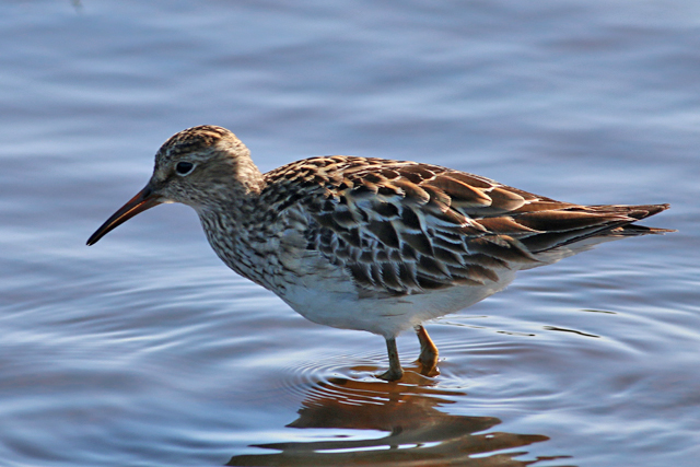 20 september 2020, Gestreepte Strandloper, Dannemeer_02
