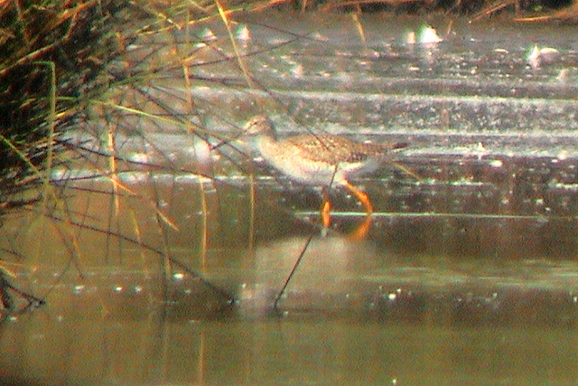 29 mei 2004, Grote Geelpootruiter, Hilversum