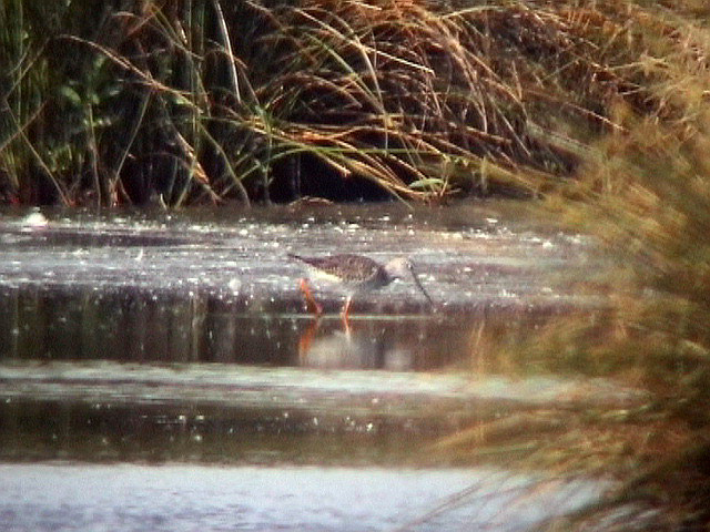 29 mei 2004, Grote geelpootruiter, Hilversumse Bovenmeent_1