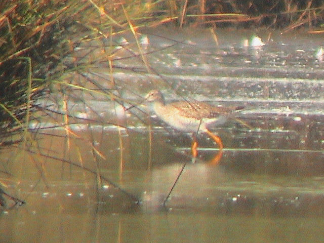 29 mei 2004, Grote geelpootruiter, Hilversumse Bovenmeent_2