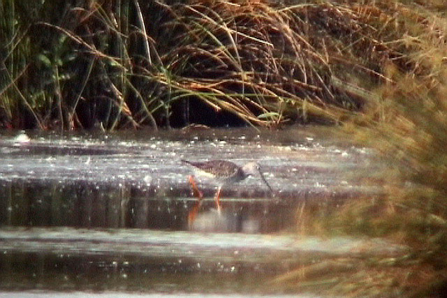 29 mei 2004, Grote, Geelpootruiter_Hilversum_02