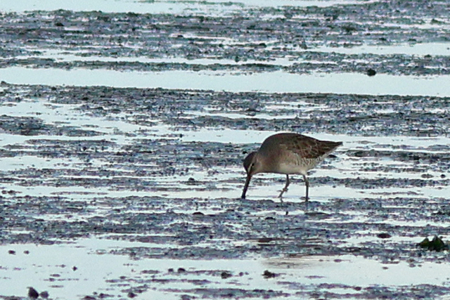 11 oktober 2024, Grote Grijze Snip, De Cocksdorp-Texel_02