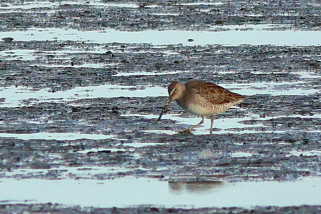 11 oktober 2024, Grote Grijze Snip, De Cocksdorp-Texel_03