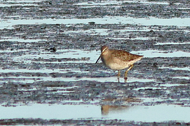 11 oktober 2024, Grote Grijze Snip, De Cocksdorp-Texel_04